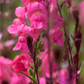 Garten-Löwenmaul-Samen