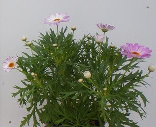 Argyranthemum frutescens Crazy Daisy