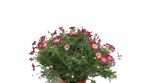 Argyranthemum frutescens, Margerite, Busch