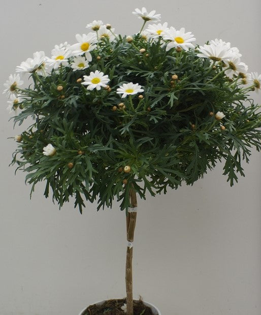Strauchmargerite Argyranthemum frutescens, Stamm