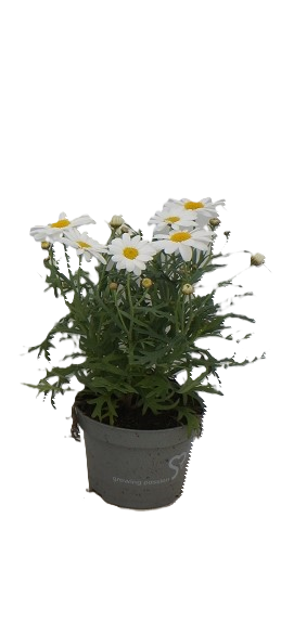 Argyranthemum frutescens, Strauchmargerite