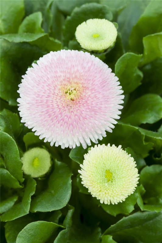 Gefülltes Gänseblümchen-Samen