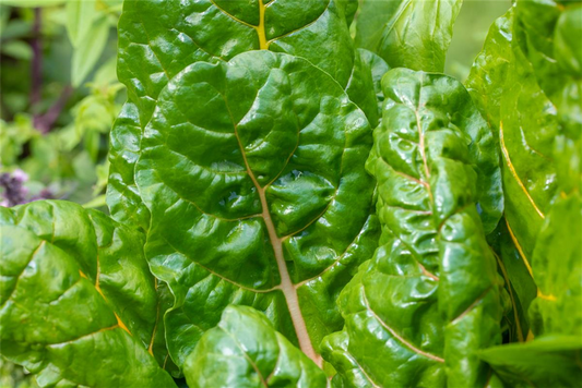 Blatt-Mangold 'Bright Lights'