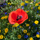 Bienenweide