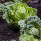 Wirsingkohlsamen 'Typ Vorbote'
