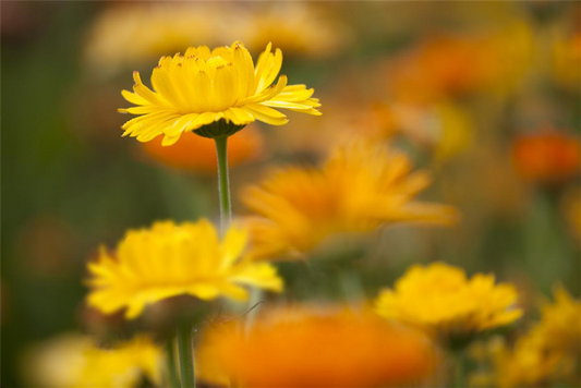 Ringelblumensamen 'Pazifik Schönheit'