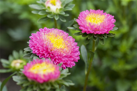 Gartenastersamen 'Pompon'