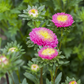 Gartenastersamen 'Pompon'