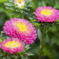 Gartenastersamen 'Pompon'
