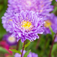 Gartenastersamen 'Pompon'