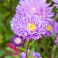 Gartenastersamen 'Pompon'