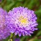 Gartenastersamen 'Pompon'