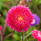 Gartenastersamen 'Prinzess'