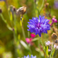 Kornblume
