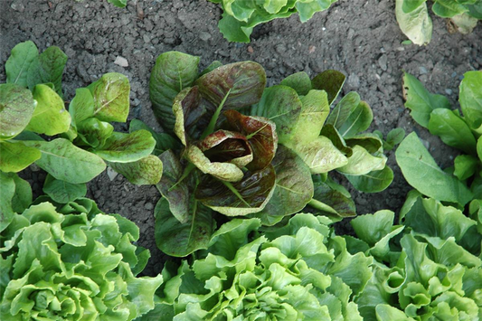 Radicchiosamen 'Rosso di Treviso Precoce'