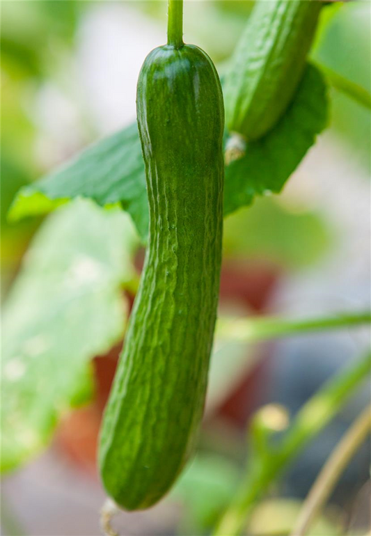 Mini-Snackgurke 'Salamanda F1'