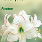 Ritterstern 'Picotee'