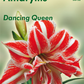 Ritterstern 'Dancing Queen'®