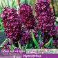 Hyazinthe 'Woodstock'