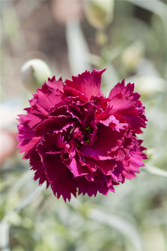 Gartennelkensamen 'Chabaud'