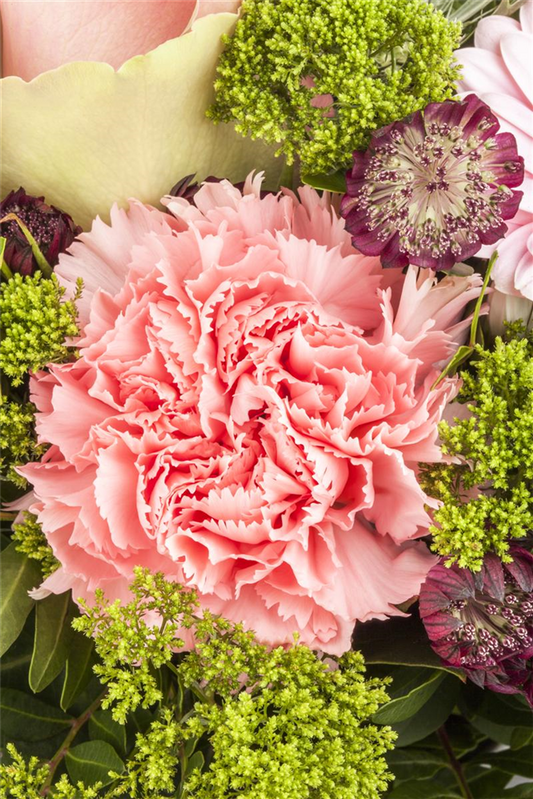 Gefüllte Gartennelkensamen