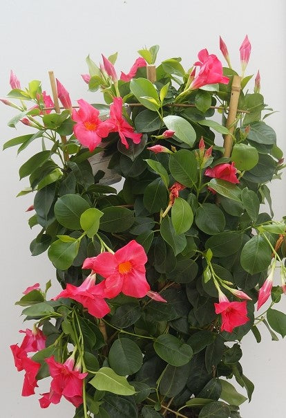 Dipladenia Spalier rosa Topfgröße 20 cm