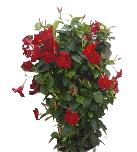 Dipladenia Spalier rot Topfgröße 20 cm