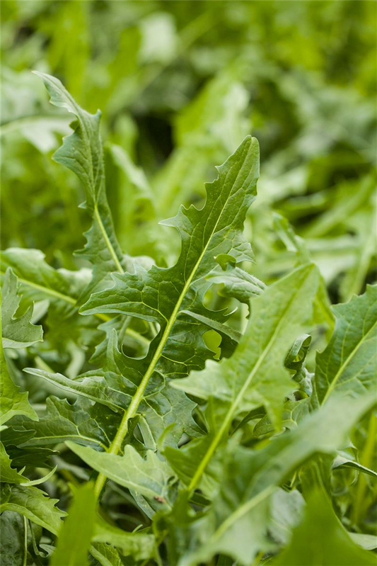 Rucolasamen 'Venetia'