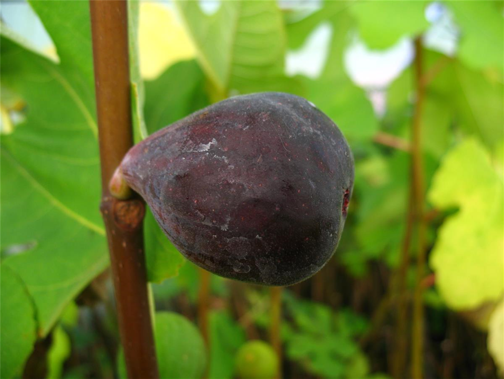 Feige 'Noire de Bellon'