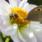 Nektar Blumenmischung-Samen