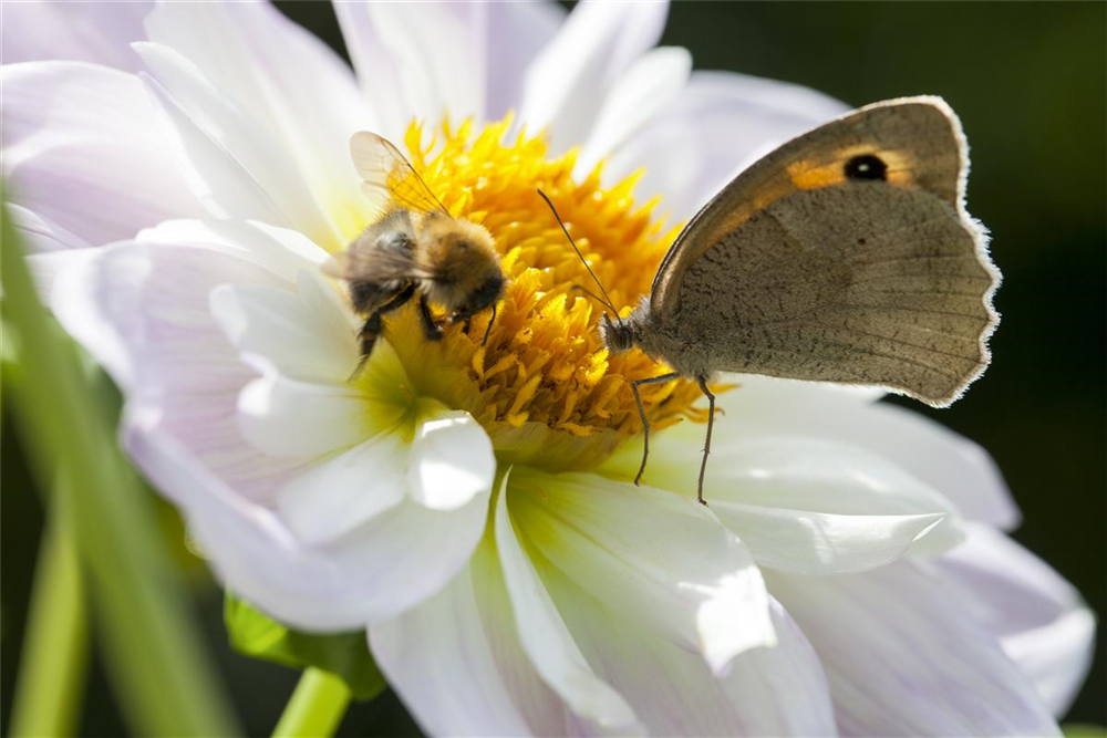 Nektar Blumenmischung-Samen