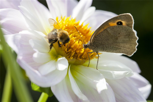 Nektar Blumenmischung-Samen