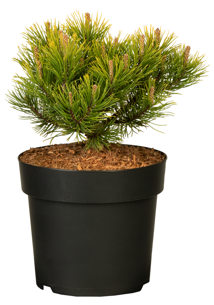 Berg-Kiefer 'Carsten's Wintergold'