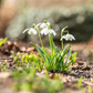 Schneeglöckchen - 10 Blumenzwiebeln