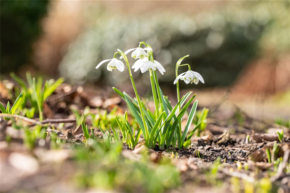 Schneeglöckchen - 10 Blumenzwiebeln