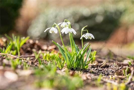 Schneeglöckchen - 10 Blumenzwiebeln