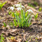 Schneeglöckchen - 10 Blumenzwiebeln