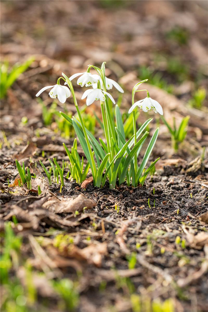 Schneeglöckchen - 10 Blumenzwiebeln