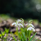 Schneeglöckchen - 10 Blumenzwiebeln