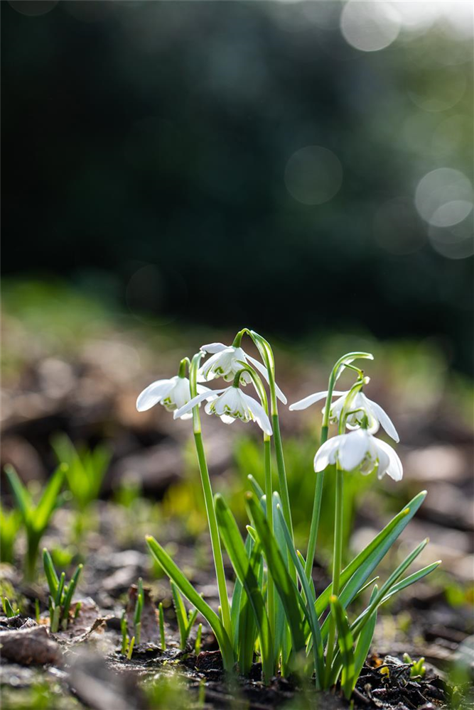 Schneeglöckchen - 10 Blumenzwiebeln