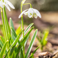 Schneeglöckchen - 10 Blumenzwiebeln