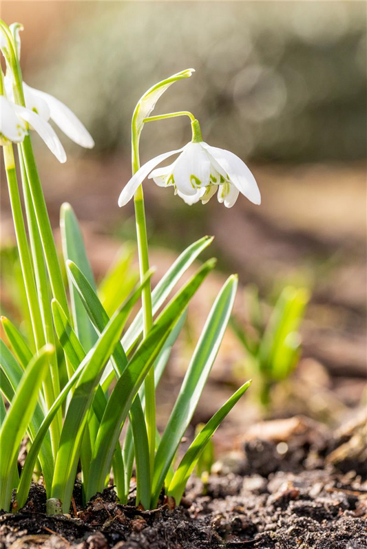 Schneeglöckchen - 10 Blumenzwiebeln