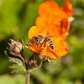 Bienenweide