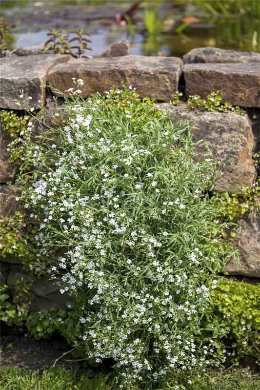 Sommer-Schleierkraut-Samen