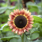 Sonnenblumensamen 'Magic Roundabout F1'