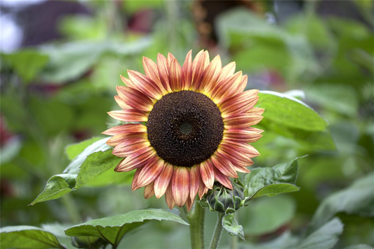 Sonnenblumensamen 'Magic Roundabout F1'