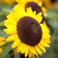 Sonnenblume 'Big Smile'