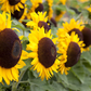 Sonnenblumensamen 'Big Smile'