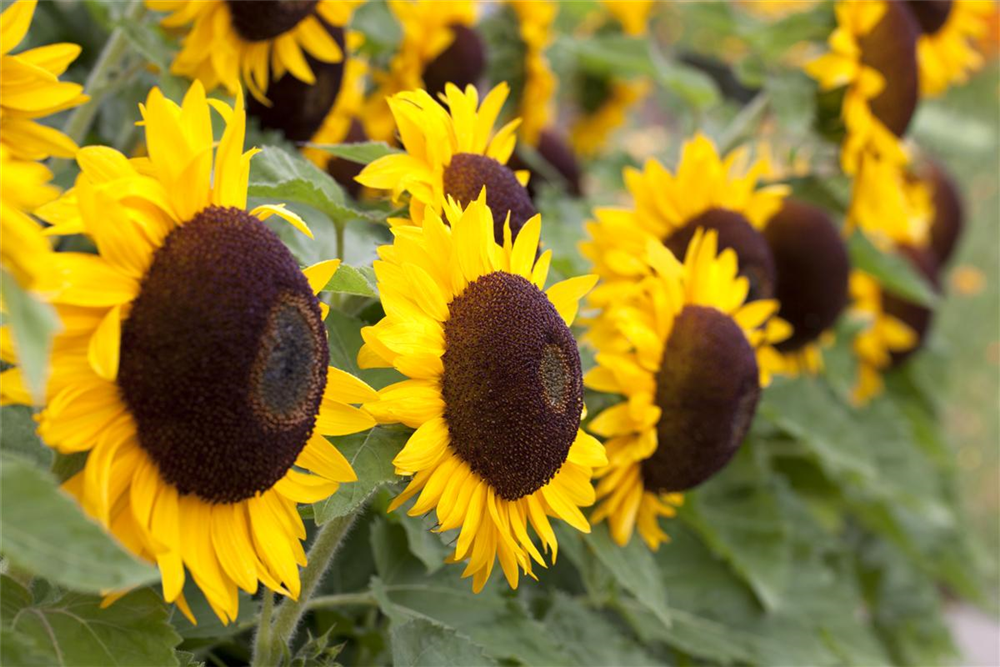 Sonnenblume 'Big Smile'