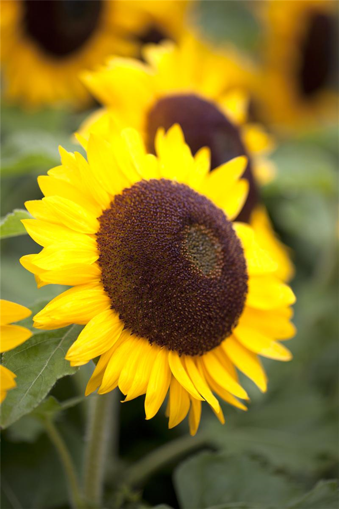 Sonnenblumensamen 'Big Smile'